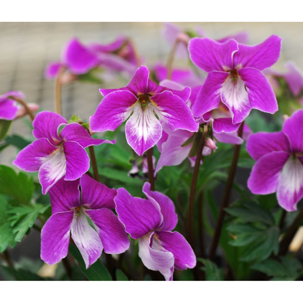 [26年1月中下旬予約]スミレ：紅花ナンザンスミレ2.5号ポット