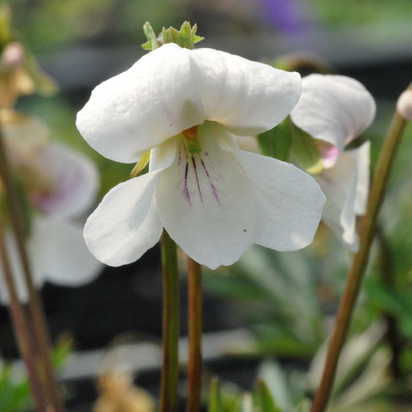 [26年1月中下旬予約]スミレ：ナンザンスミレ（韓国産）2.5号ポット