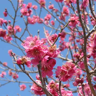 花梅　大盆 園芸ネット本店｜ハナウメ（花梅）：大盃（オオサカズキ）盆栽仕立て4