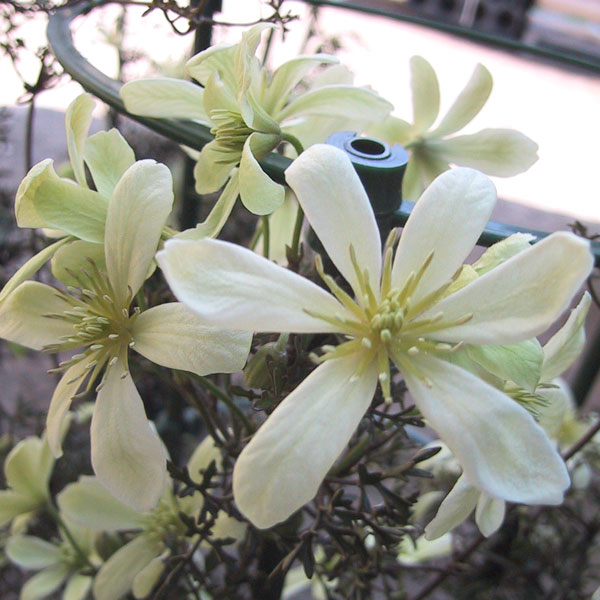 クレマチス：ムーンビーム3.5号ポット 3株セット