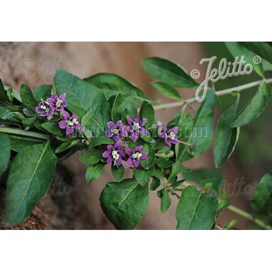 クコ（枸杞）：ナガバクコ3号ポット