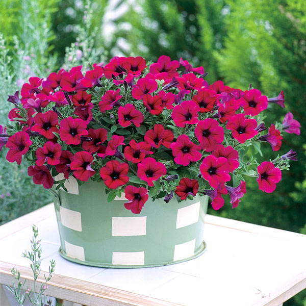 ペチュニア：ギュギュ　パープル3号ポット 12株セット