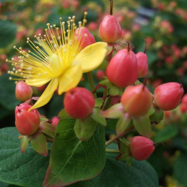 ヒペリカム：ジュエリーピンクサファイア3号ポット