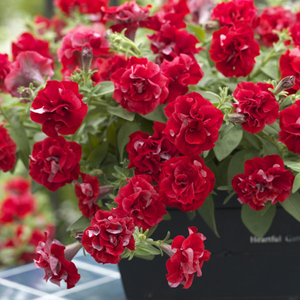 [送料無料]ペチュニア：ドレスアップ　レッド3号ポット 12株セット