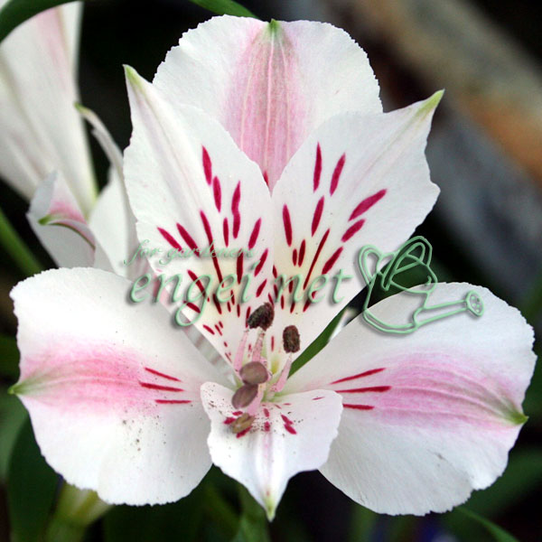 園芸ネット本店｜フレンチアルストロメリア：ベアトリック3.5号2株