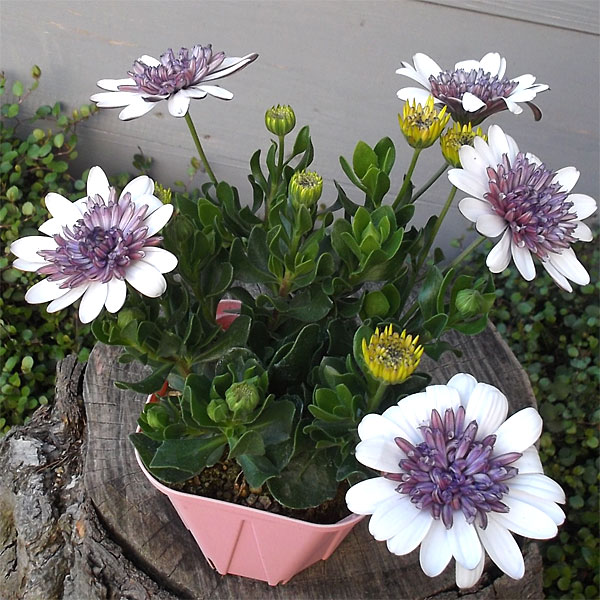 オステオスペルマム挿し木苗3種セット オステオスペルマム挿し木苗3種セット