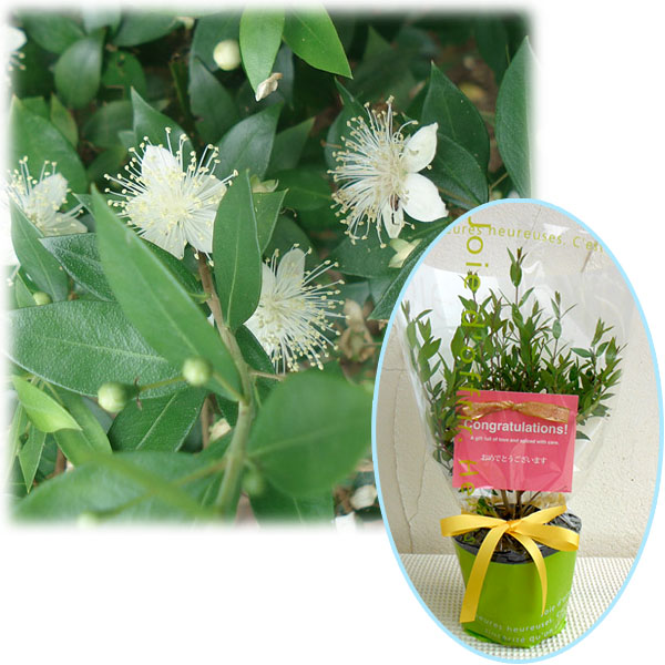 苗木ギフト：マートル「おめでとうございます」カード付