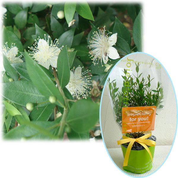 園芸ネット本店｜苗木ギフト：マートル「特別なあなたへ」カード付 の