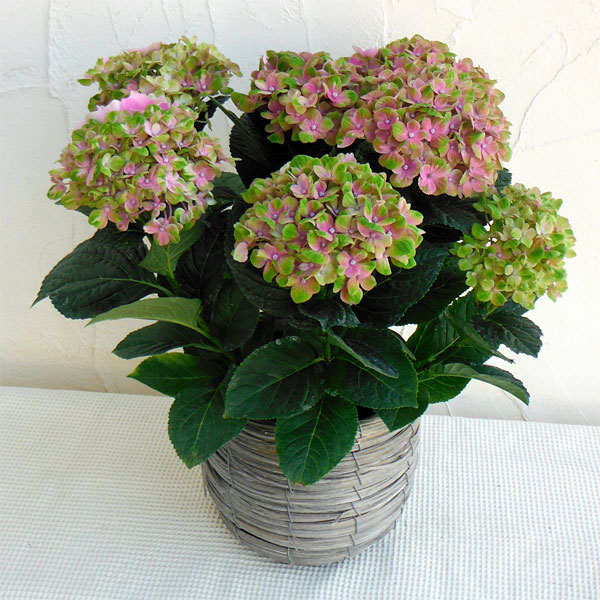 アジサイ：マジカル コーラル・ピンク5号鉢／ラウンドバンドル（鉢カバー）入り