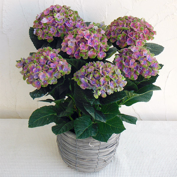 アジサイ：マジカル コーラル・ブルー5号鉢植え／ラウンドバンドル（鉢カバー）入り