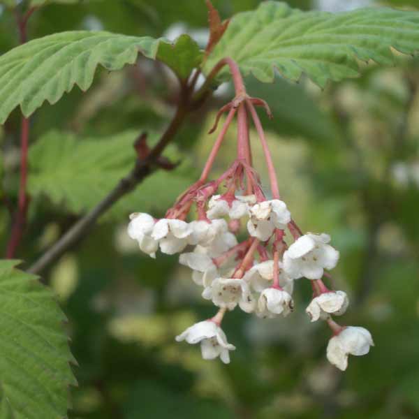 オトコヨウゾメ3号ポット