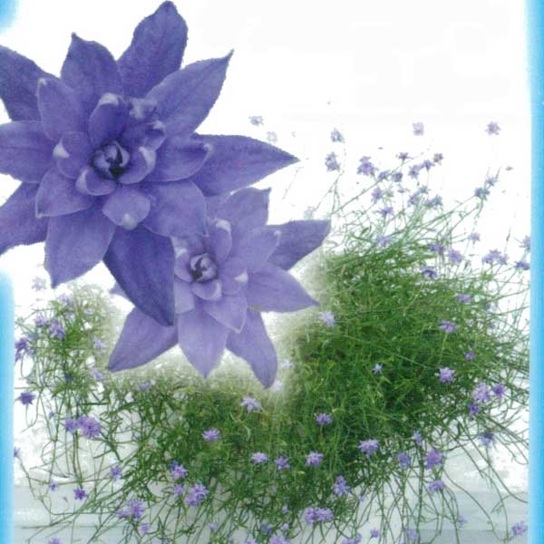 ベルフラワー('11米) 16772faf68d4bda8c87bb326fbc229