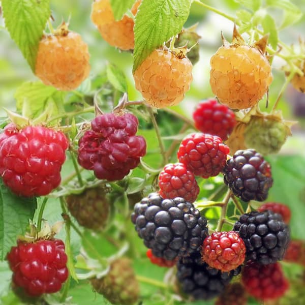 木いちごの苗人気3種セット （ボイソンベリー・インディアンサマー・ファールゴールド）