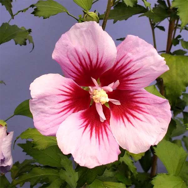 [26年2月中下旬予約]ムクゲ（槿）：パープルピラー5号ポット