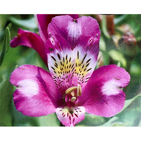 アルストロメリア：ルーミナス3.5号ポット