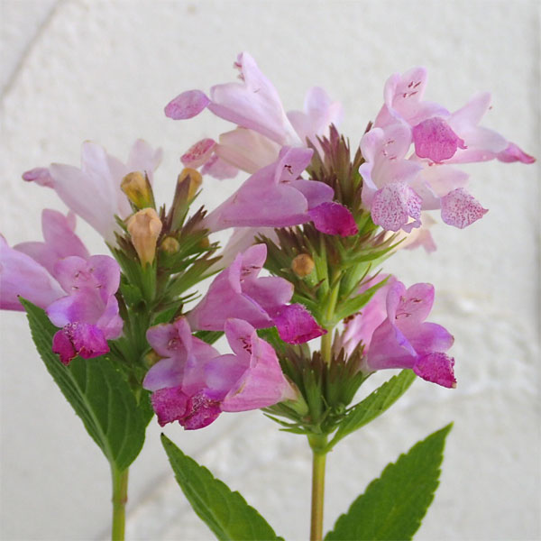 ネペタ:ピンクドリームス3.5号ポット 4株セット