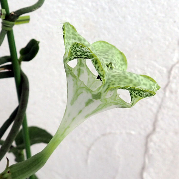 園芸ネット本店｜パラシュートプランツ3号ポット 2株セット の通販【公式】