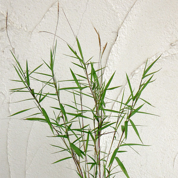 黒軸カリヤス2.5号ポット 2株セット