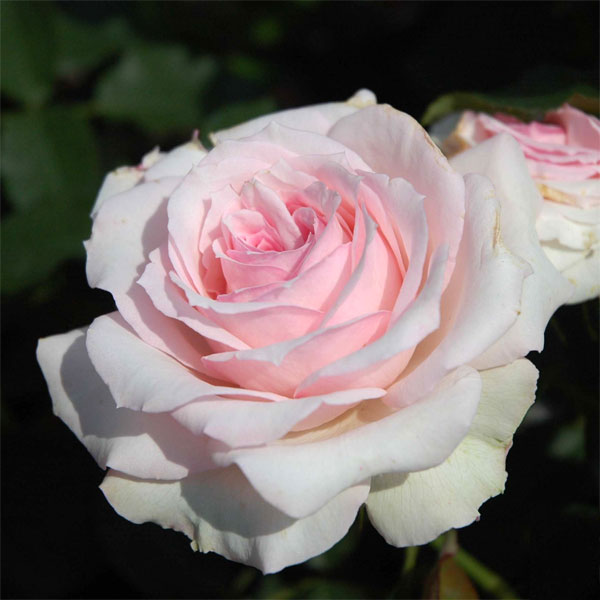 [25年11月中下旬予約]四季咲中輪バラ：春乃（はるの）大苗