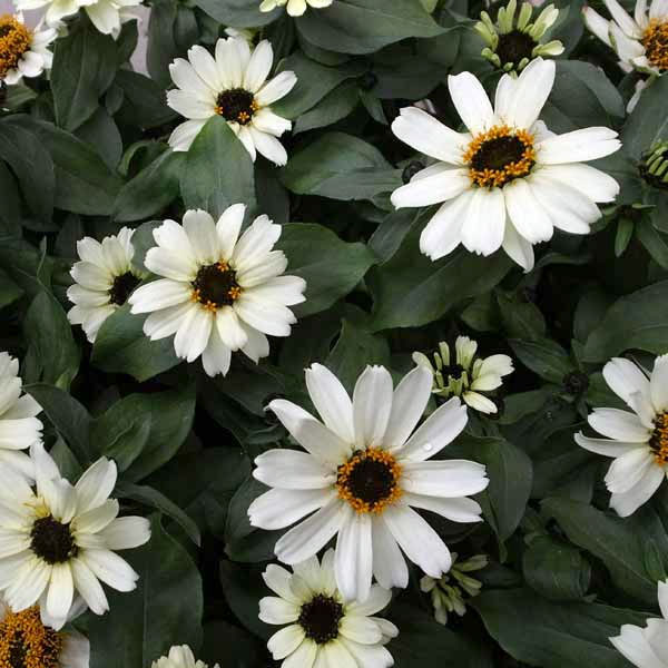 ジニア：ザハラ ホワイト3号ポット 6株セット