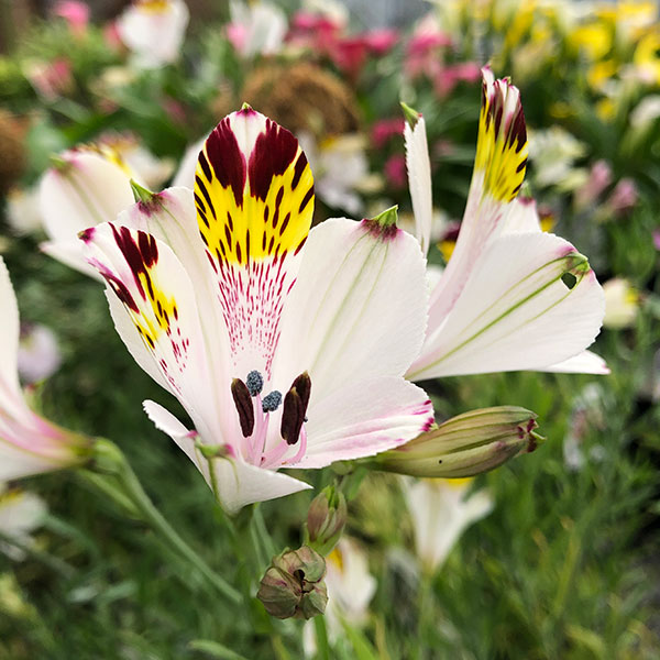 アルストロメリア：マグニフィカHYB シルキーピンク1球