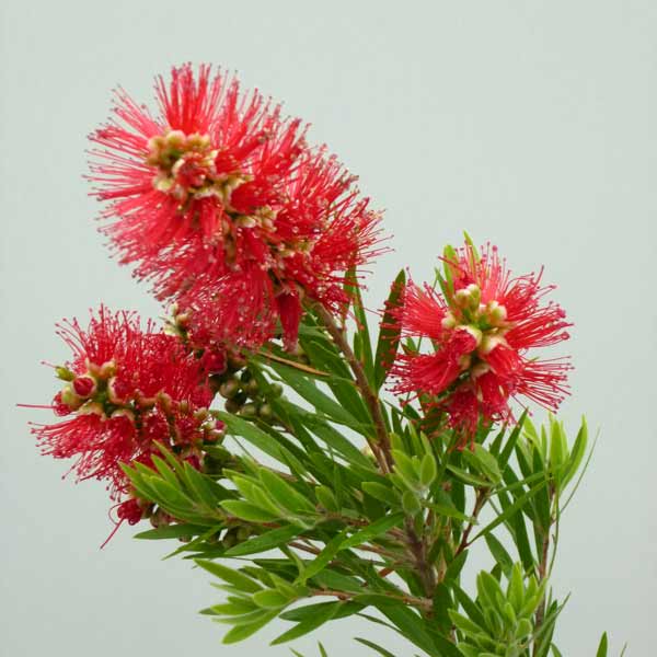 カリステモン：ハナレイ5号ポット