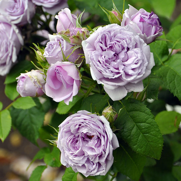 ロサ・オリエンティス：ル・シエル・ブルー開花見込み株6号角鉢植え