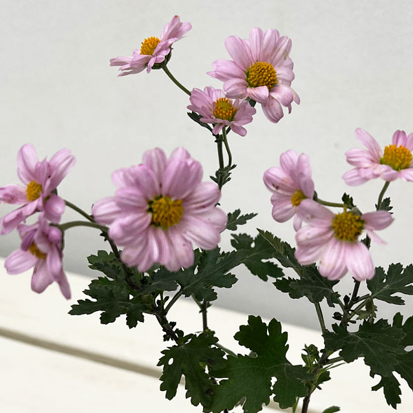 キク：中国女王山菊3号ポット