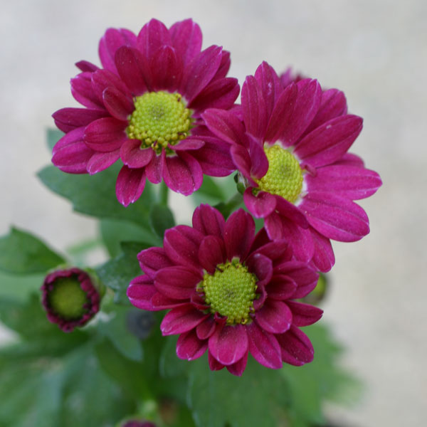 キク（小菊）：みわ3号ポット 2株セット