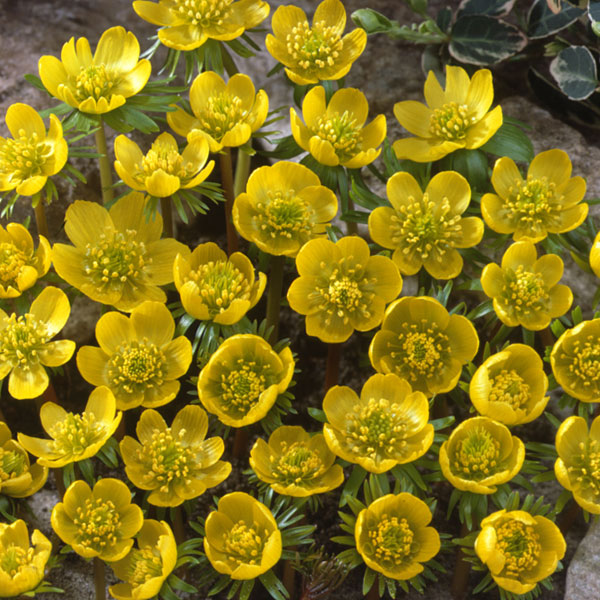 セツブンソウ：黄花せつぶん草　5球入り 2袋セット