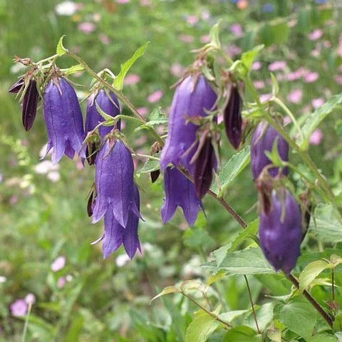 カンパニュラ：サラストロ3号ポット