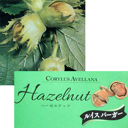ヘーゼルナッツ（西洋ハシバミ）：ルイスバーガー4.5～5号ポット＊