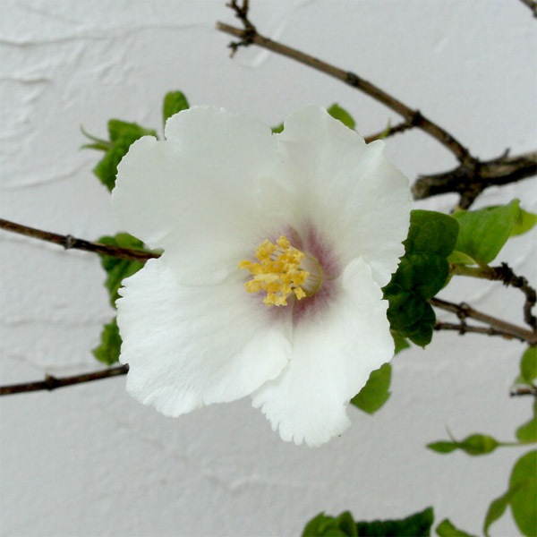 バイカウツギ(梅花ウツギ):ベルエトワール3号ポット