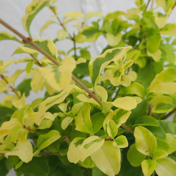 プリペット：レモンライムアンドクリッパーズ2.5号ポット