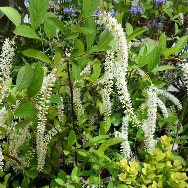 コバノズイナ：ヘンリーズガーネット 6号ポット