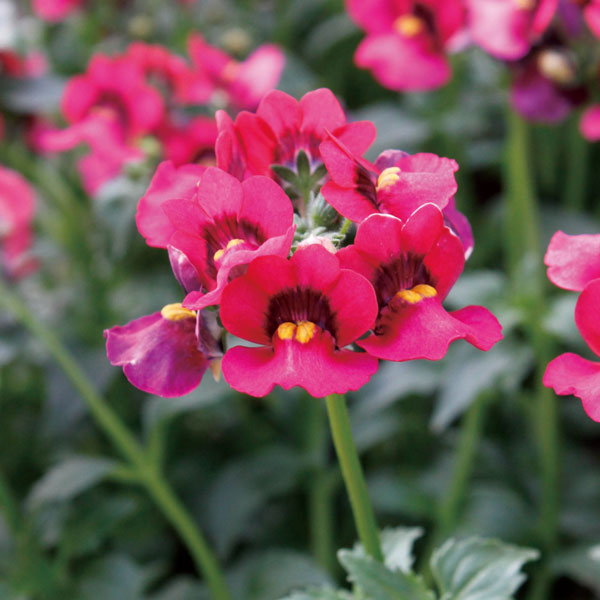 ネメシア：メロウチェリーソルベ3.5号ポット 2株セット