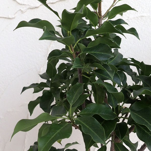 ソヨゴ オス木（雄木）6号ポット