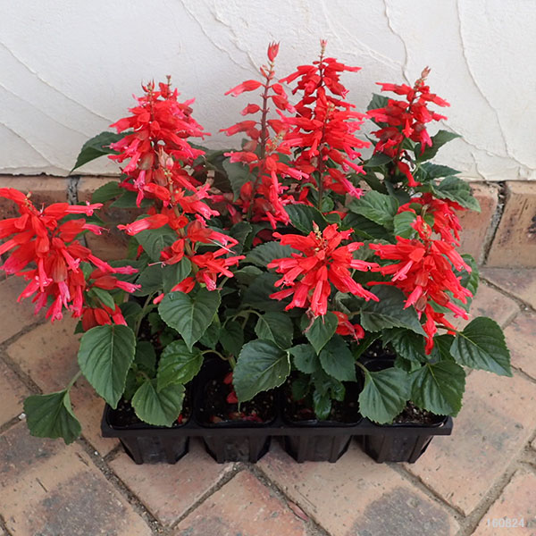 園芸ネット本店｜サルビア：レッド3号ポット 12株セット の通販【公式】