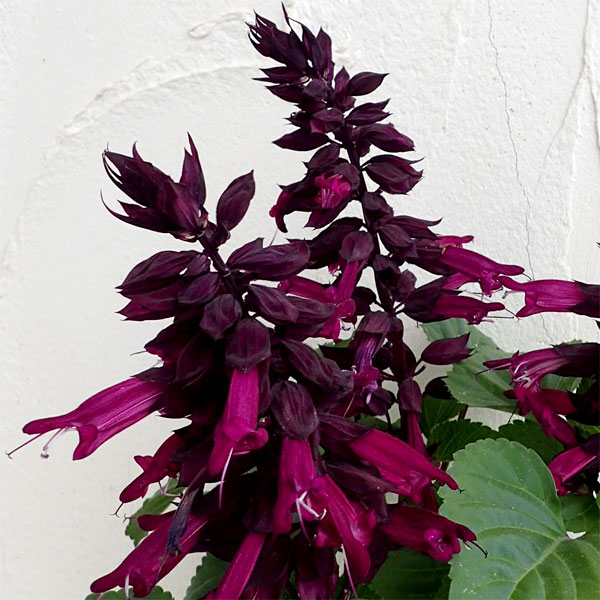 園芸ネット本店｜サルビア：パープル3号ポット 4株セット の通販【公式】