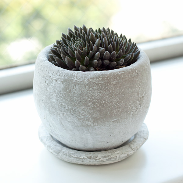 シノクラッスラ：ユンナネンシス鉢植え（皿付き）