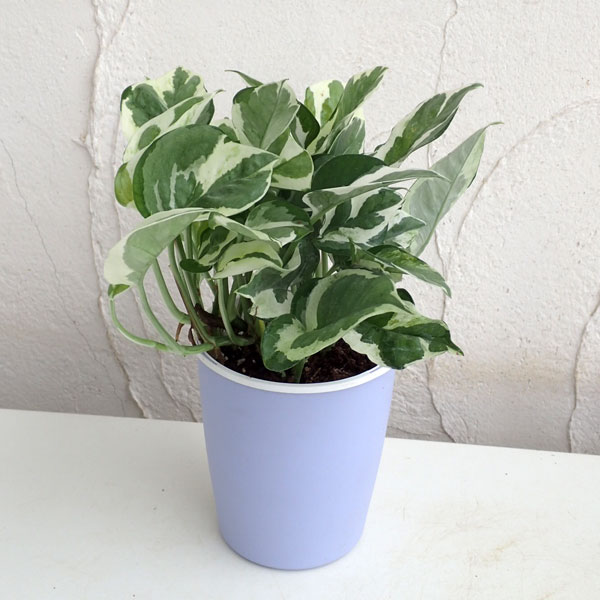 園芸ネット本店｜ポトス：エンジョイ3.5号カラーポット入り3ポット