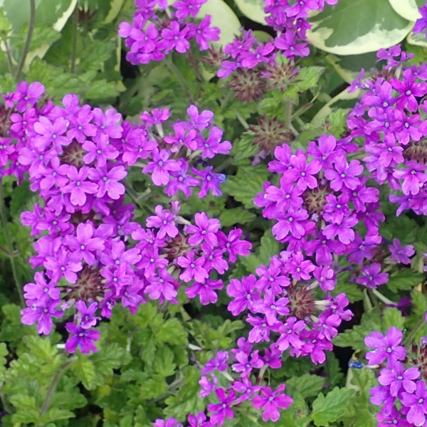 宿根バーベナ：ホムステッドパープル3.5号 2株セット