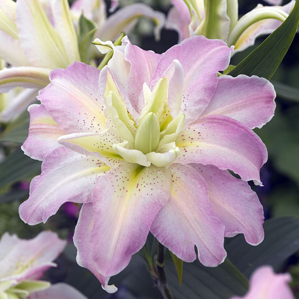 ユリ：八重咲きオリエンタルリリー　ソフトミュージック　2球セット