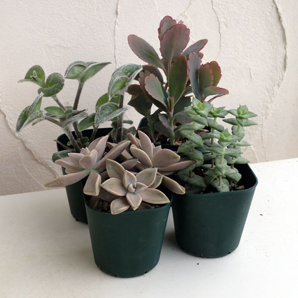 寄せ植え　多肉植物　寄せ植え　セット 園芸ネット本店｜多肉植物：寄せ植え用3号ポット4株アソートセット の