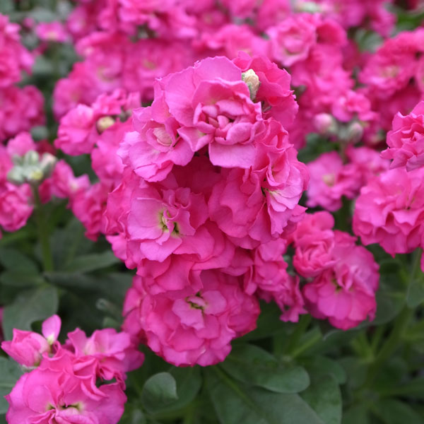 ストック：ベイビー　ローズ3～3.5ポット 4株セット