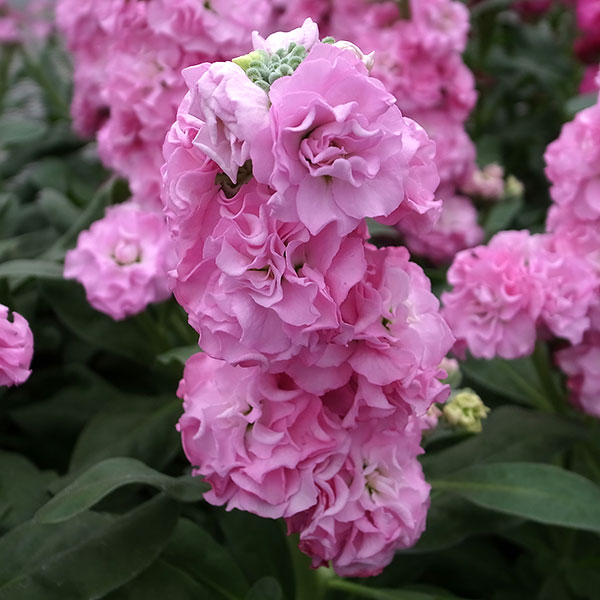 ストック：ベイビー　ピンク3.5号ポット 4株セット