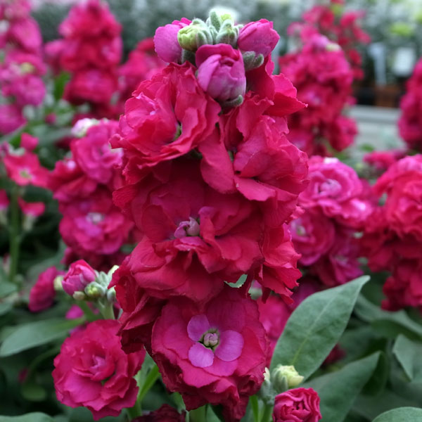 ストック：ベイビー　レッド3～3.5号ポット 4株セット