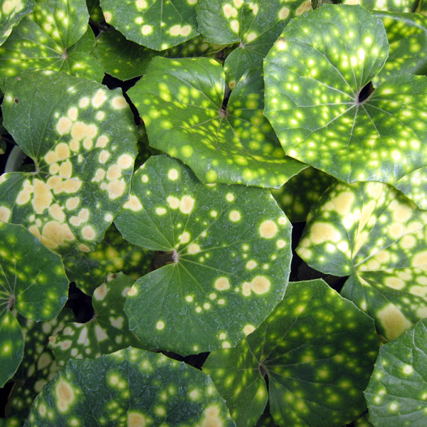 ツワブキ：天星（テンボシ）3.5号ポット 2株セット