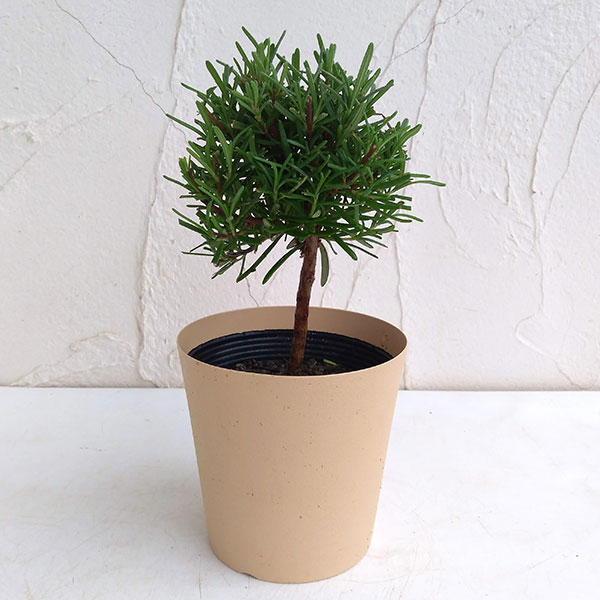 ローズマリー：スタンド仕立て3.5号ポット