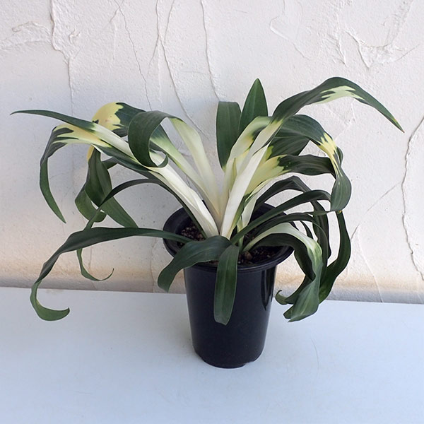 オモト(万年青):長寿5.5号鉢植え